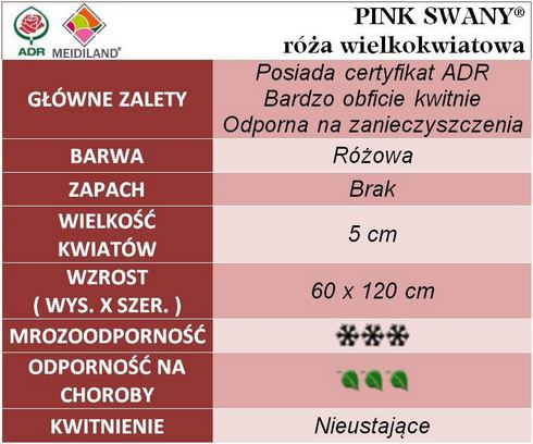 Pink Swany róża okrywowa
